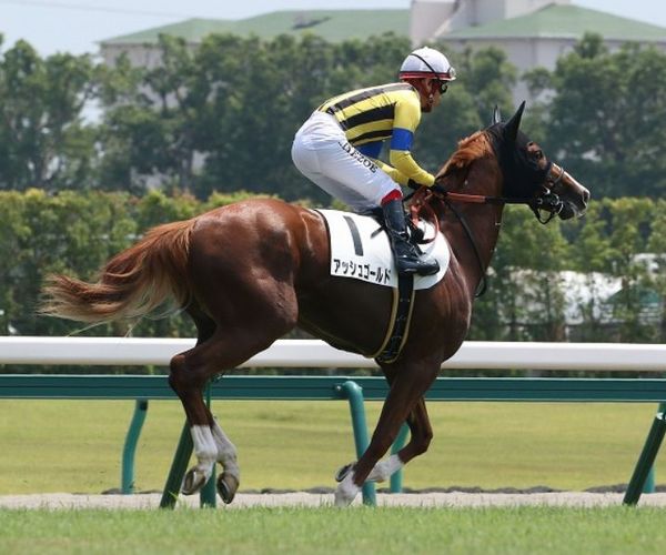 アッシュゴールド種牡馬になれるか.jpg