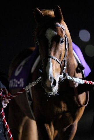 有馬記念2013回顧&オルフェーヴル引退式。ありがとう 有馬記念2013回顧&オルフェーヴル引退式。ありがとう