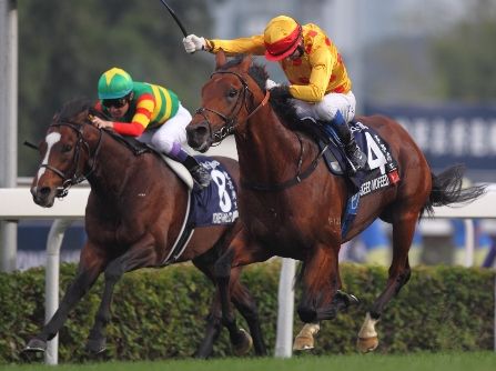 トウケイヘイロー香港カップ2着.jpg