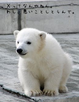 シロクマ画像1.jpg