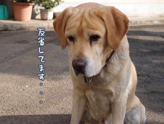 反省してます.jpg
