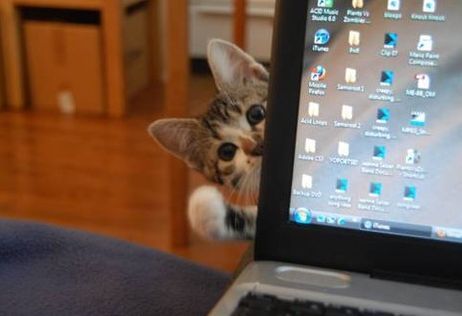 癒し猫5.jpg